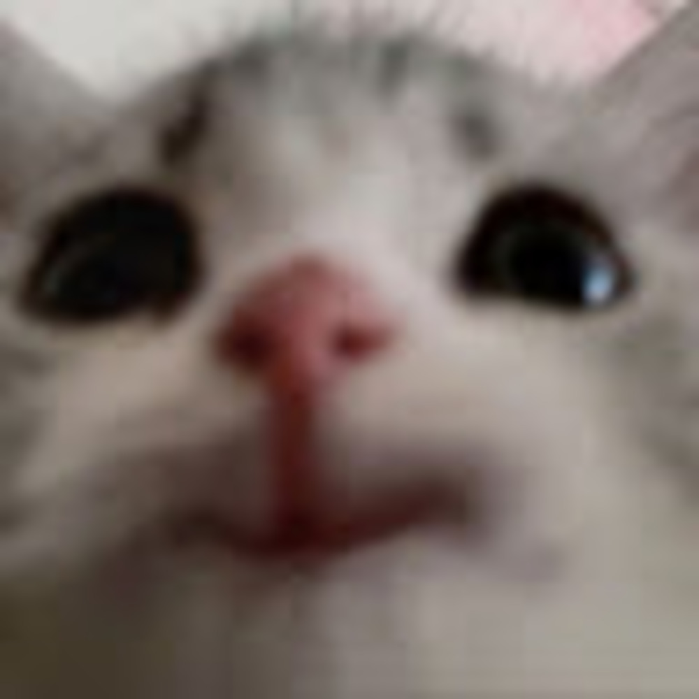 Meet your Posher, Elana